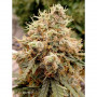 Cannabis seeds AUTO WHITE WIDOW® from Dutch Passion