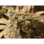Cannabis seeds AUTO WHITE WIDOW® from Dutch Passion