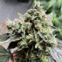 Сорт насіння канабісу Auto White Widow Feminised Silver