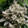 Cannabis seed variety Auto White Widow Feminised Silver