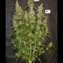 Cannabis seed variety Auto White Widow Feminised Gold