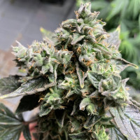 Auto White Widow XL Feminised Silver