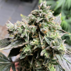 Auto White Widow XL Feminised Silver