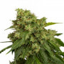 Cannabis seed variety Auto X.Treme Feminised Silver