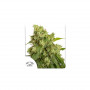 Cannabis seeds AUTO XTREME® from Dutch Passion