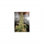 Cannabis seeds AUTO XTREME® from Dutch Passion