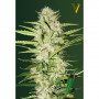 Cannabis seeds Auto ULTRA POWER PLANT from Victory Seeds