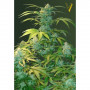Cannabis seeds Auto HEAVEN from Victory Seeds