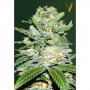 Cannabis seeds Auto JACK HAMMER from Victory Seeds