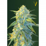 Cannabis seeds Auto NORTHERN LIGHT from Victory Seeds