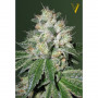 Cannabis seeds Auto OG KUSH from Victory Seeds