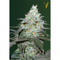 Auto ORIGINAL BERRY from Victory Seeds