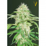 Cannabis seeds Auto SUPER MAZAR from Victory Seeds