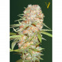 Cannabis seeds Auto SUPER EXTRA SKUNK from Victory Seeds