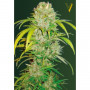 Cannabis seeds Auto BIG ANGEL from Victory Seeds