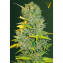 Cannabis seeds Auto BIGGEST BUD from Victory Seeds