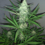 Cannabis seed variety Auto Big Demon