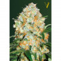 Cannabis seeds Auto BUBBLEGUM+ PRO from Victory Seeds