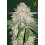 Cannabis seeds Auto CHOCODOPE from Victory Seeds