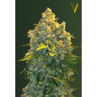 Auto CHRONIC MONSTER XXL