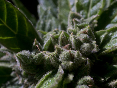 What are autoflowering cannabis strains