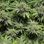 Cannabis seed variety Auto Lowryder2 Feminised Silver