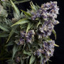 Cannabis seed variety Auto Purple Feminised Gold