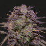 Cannabis seed variety Auto Blueberry Feminised Gold