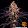 Cannabis seeds AYAHUASCA PURPLE from Barney's Farm