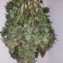 Семена конопли STARDAWG Auto от Fast Buds