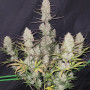 Семена конопли TROPICANA Cookies Auto от Fast Buds
