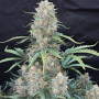 Cannabis seed variety Auto Afghan Kush Feminised Gold