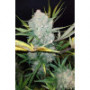 Насіння конопель Original AUTO WHITE WIDOW від Fast Buds