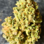 Cannabis seeds Original BubbleGum Auto from Fast Buds