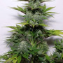 Семена конопли G14 Auto от Fast Buds
