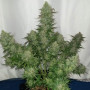 Семена конопли Original AUTO CHEESE от Fast Buds