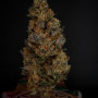 Семена конопли RAINBOW MELON ™ от Fast Buds