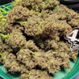 Семена конопли GUAVA Auto™ от Fast Buds
