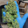 Семена конопли Original AUTO TRAINWRECK от Fast Buds