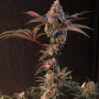 Семена конопли LEMON CHERRY RUNTZ ™ от Fast Buds
