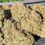 Семена конопли Wedding GLUE Auto от Fast Buds