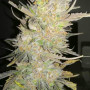 Cannabis seeds Original AUTO SKUNK from Fast Buds
