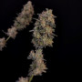 Cannabis seeds Original BubbleGum Auto from Fast Buds