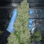 Семена конопли Original AUTO CHEESE от Fast Buds