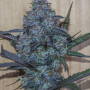 Семена конопли Original AUTO AFGHAN KUSH от Fast Buds