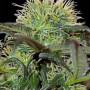 Cannabis seeds BAD AZZ KUSH from Barney's Farm
