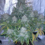 Cannabis seeds Original CHEMDAWG Auto from Fast Buds
