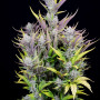 Семена конопли Wedding GLUE Auto от Fast Buds