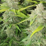 Семена конопли Original AUTO AK от Fast Buds