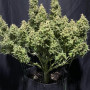 Семена конопли SOUR JEALOUSY Auto™ от Fast Buds